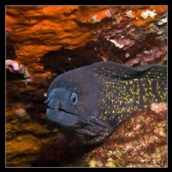 Muraena Helena et sa crevette - Portofino by Christophe Warpelin 